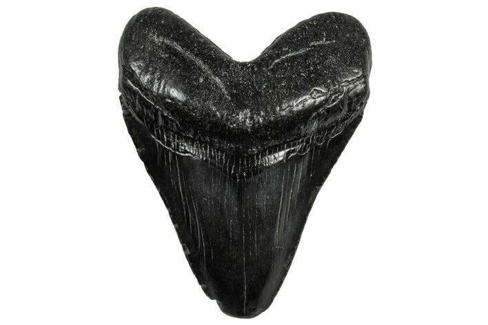 Fossil Megalodon Tooth - South Carolina #300201